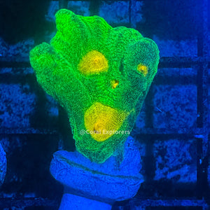 CE- WYSIWYG Space Invader Pectinia Frag Live Coral Frag LPS SPS #R1GAA1