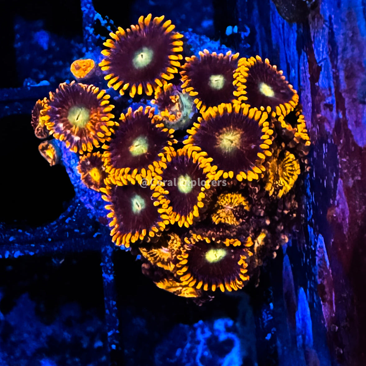 CE- WYSIWYG Mix Combo Zoa Zoanthid Frag Live Coral Frag LPS SPS #R1GB10
