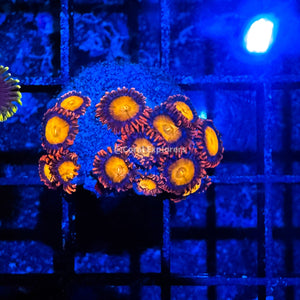CE- WYSIWYG Mandarin Orange Zoa Zoanthid Frag Live Coral Frag LPS SPS #R1GB12