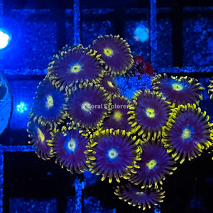 CE- WYSIWYG Blueberry Field Zoa Zoanthid Frag Live Coral Frag LPS SPS #R1GB15