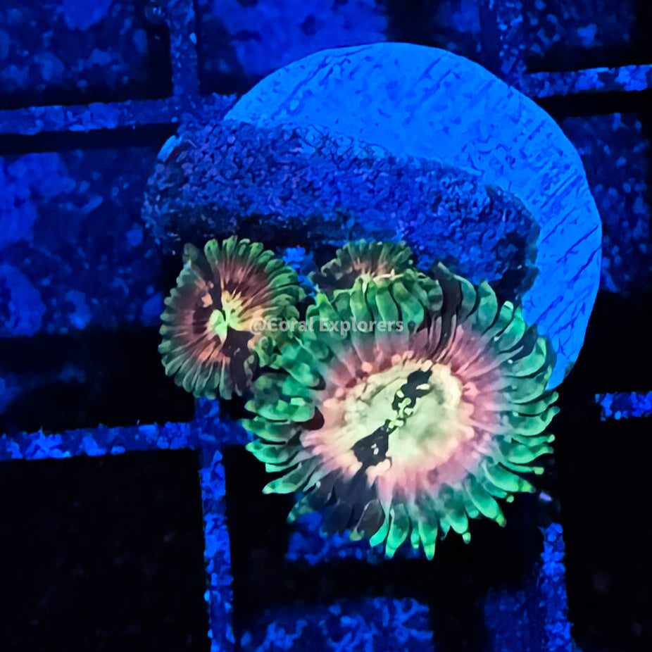CE- WYSIWYG Hawaiian Ding Dang Zoa Zoanthid Frag Live Coral Frag LPS SPS #R1GB17