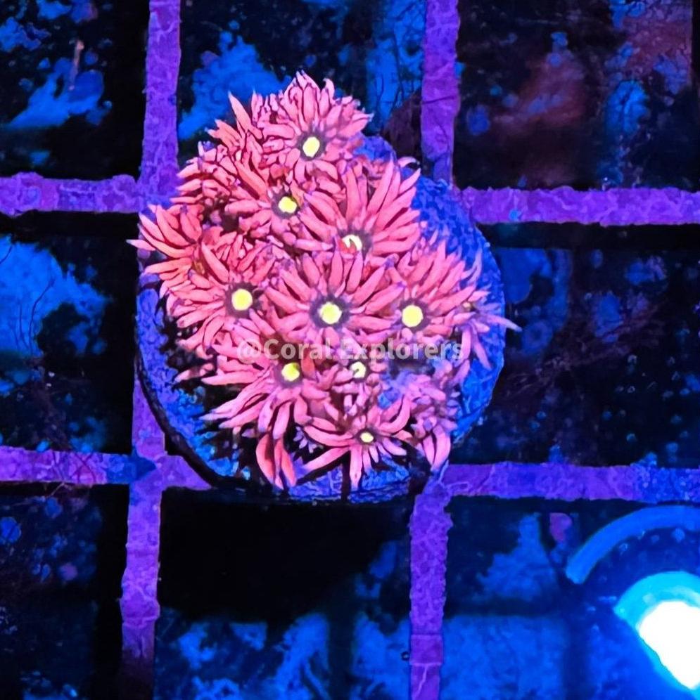 CE- WYSIWYG Raspberry Pi Rainbow Goni Frag - Live Coral Frag LPS SPS #R1GB1