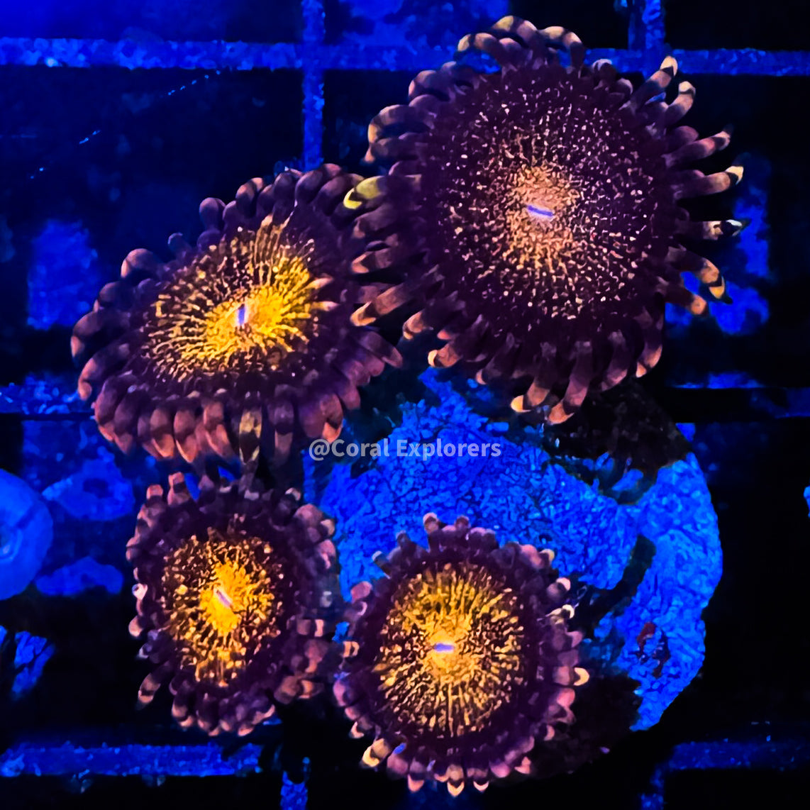 CE- WYSIWYG Pandora Zoa Zoa Zoanthid Frag Live Coral Frag LPS SPS #R1GB1