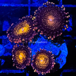 CE- WYSIWYG Pandora Zoa Zoa Zoanthid Frag Live Coral Frag LPS SPS #R1GB1