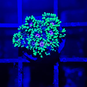 CE- WYSIWYG King Of Heart Rainbow Goni Frag - Live Coral Frag LPS SPS #R1GB3