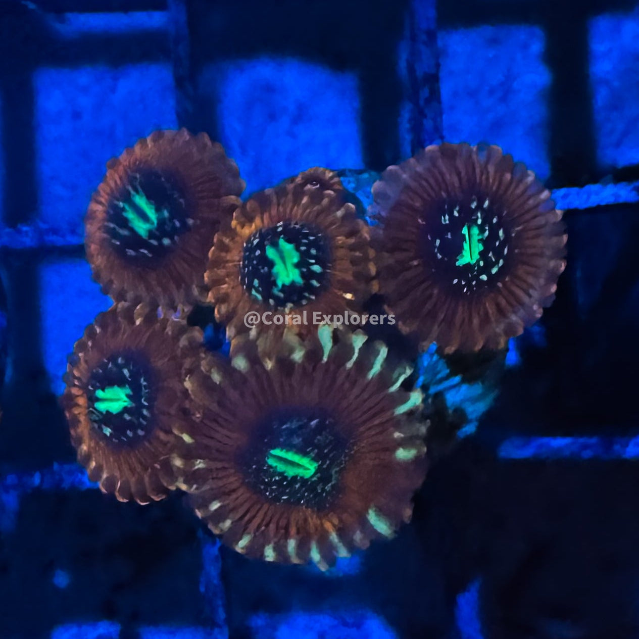 CE- WYSIWYG Magicians Zoa Zoanthid Frag Live Coral LPS SPS #R1GC10