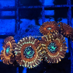 CE- WYSIWYG Magicians Zoa Zoanthid Frag Live Coral LPS SPS #R1GC12