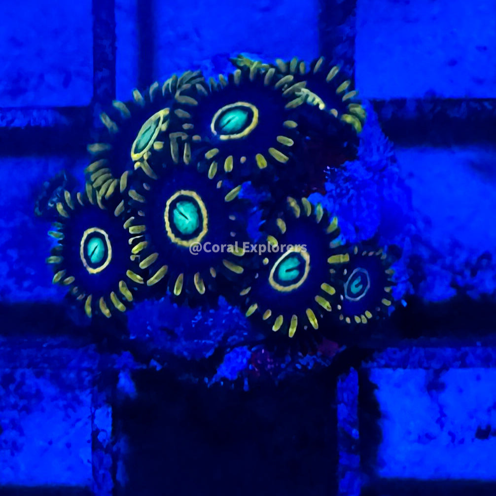 CE- WYSIWYG Blue Hornet Zoa Zoanthid Frag Live Coral LPS SPS #R1GC13