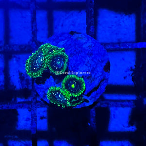 CE- WYSIWYG Exosphere Zoa Zoanthid Frag Live Coral LPS SPS #R1GC14