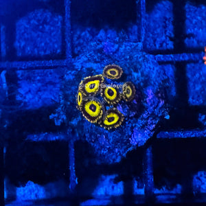 CE- WYSIWYG LA Lakers Zoa Zoanthid Frag Live Coral LPS SPS #R1GC15