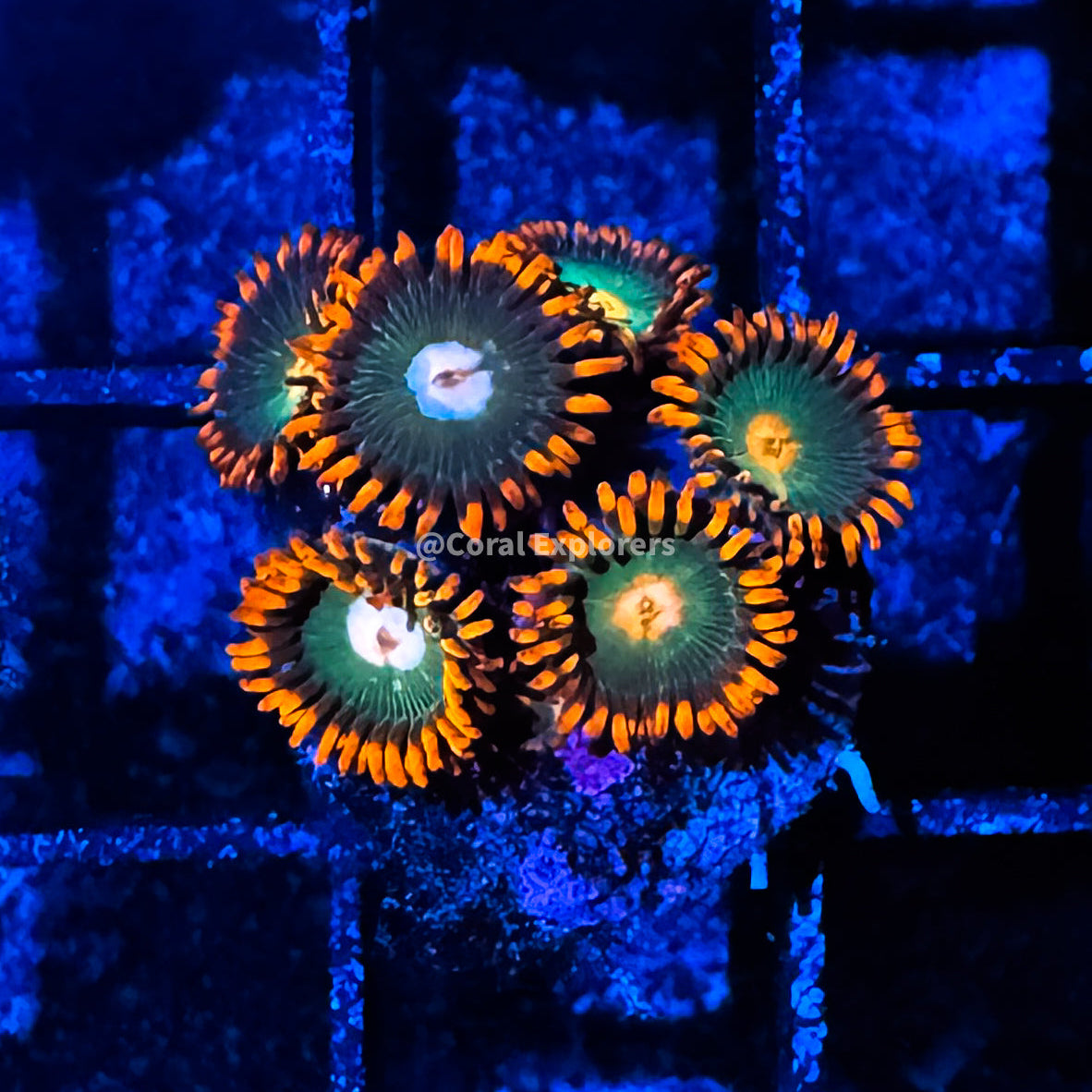 CE- WYSIWYG Gatorade Zoa Zoanthid Frag Live Coral LPS SPS #R1GC17