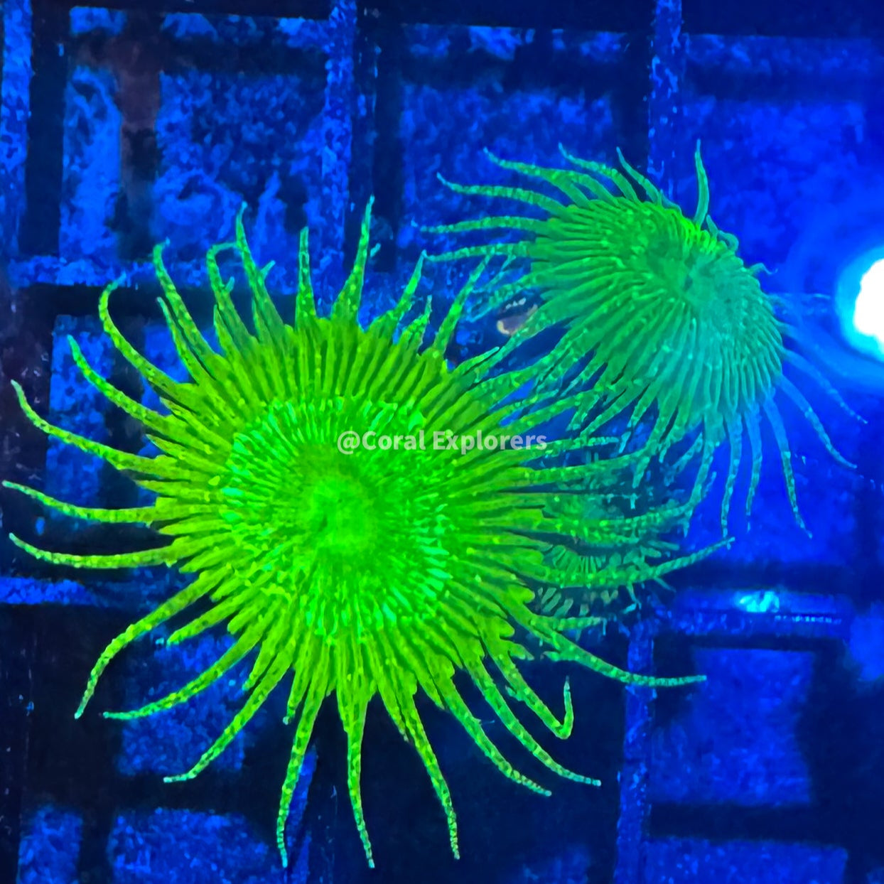 CE- WYSIWYG Lemon lime Zoa Zoanthid Frag Live Coral LPS SPS #R1GC18