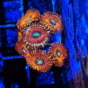 CE- WYSIWYG Magician Zoa Zoanthid Frag Live Coral Frag LPS SPS #R1GC1