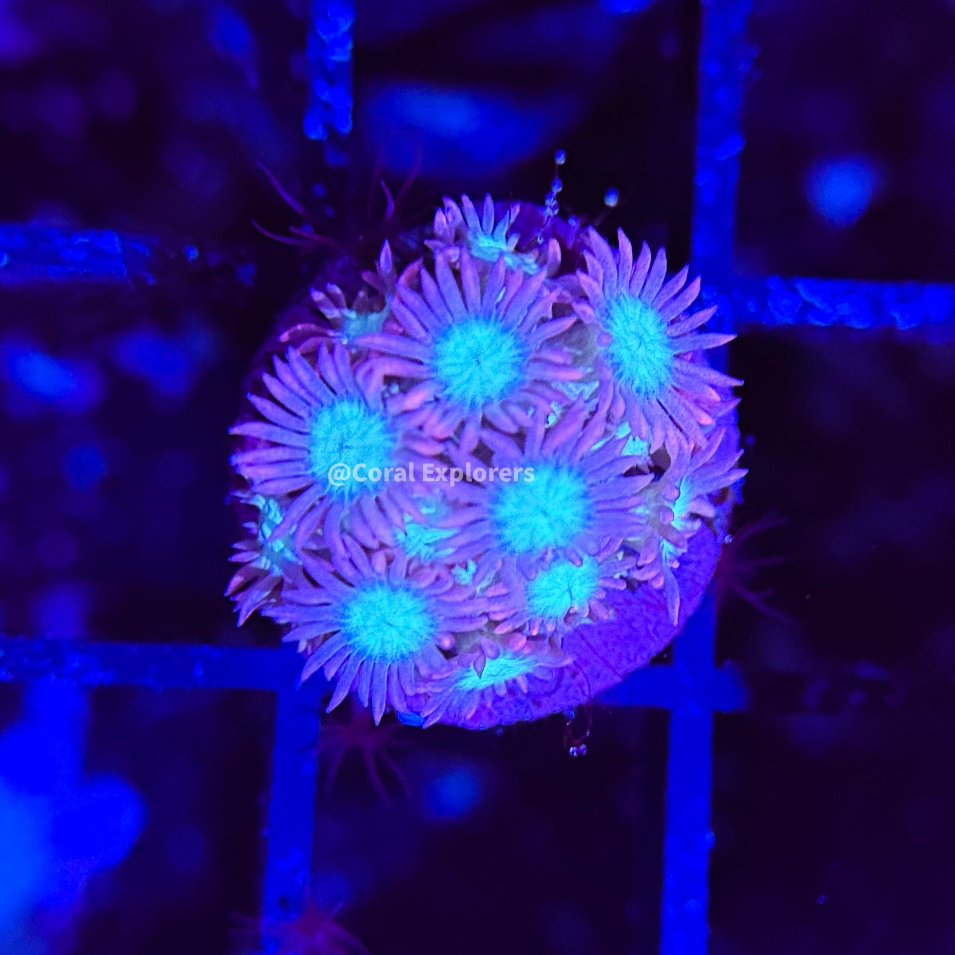 CE- WYSIWYG Pink Zombie Rainbow Goni Frag - Live Coral Frag LPS SPS #R1GC6