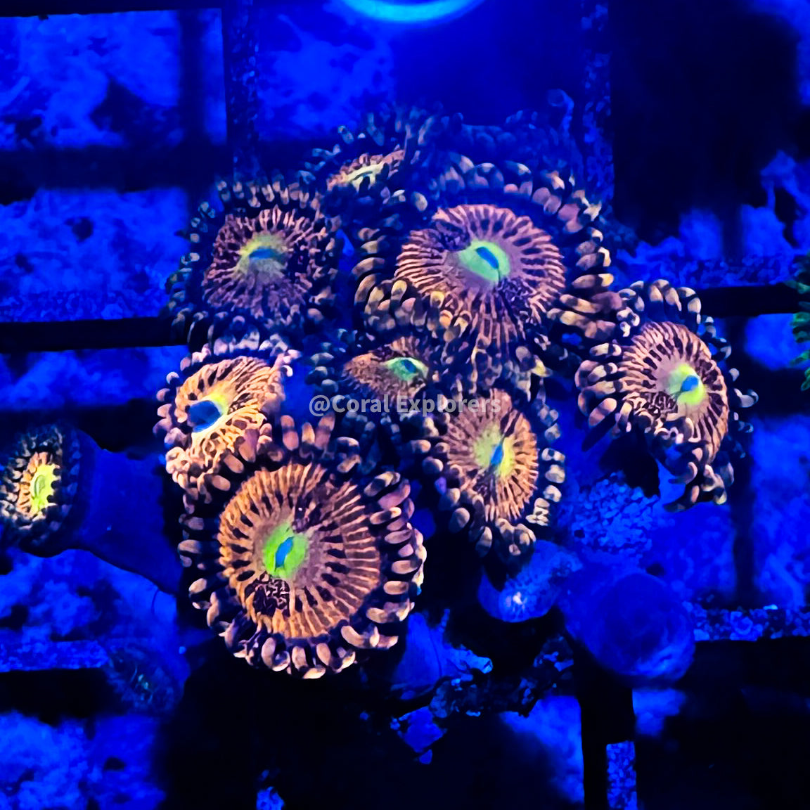 CE- WYSIWYG Playboy Zoa Zoanthid Frag Live Coral LPS SPS #R1GC7