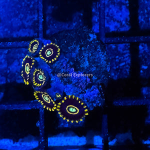 CE- WYSIWYG Blue Hornet Zoa Zoanthid Frag Live Coral Frag LPS SPS #R1GC7