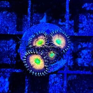 CE- WYSIWYG White Horse Zoanthid Frag Live Coral Frag LPS SPS #R1GC8