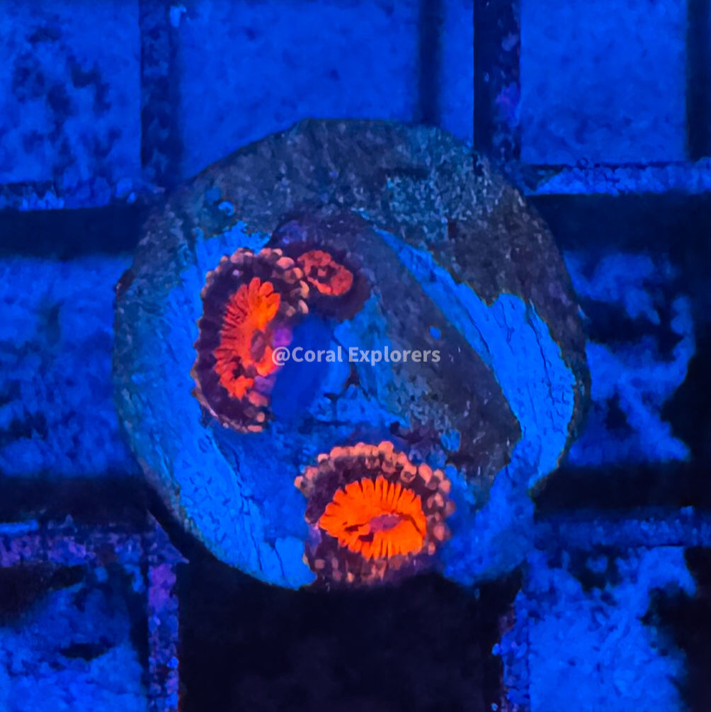CE- WYSIWYG Bowtie Blaster Zoa Zoanthid Frag Live Coral LPS SPS #R1GC9