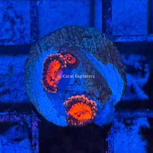 CE- WYSIWYG Bowtie Blaster Zoa Zoanthid Frag Live Coral LPS SPS #R1GC9
