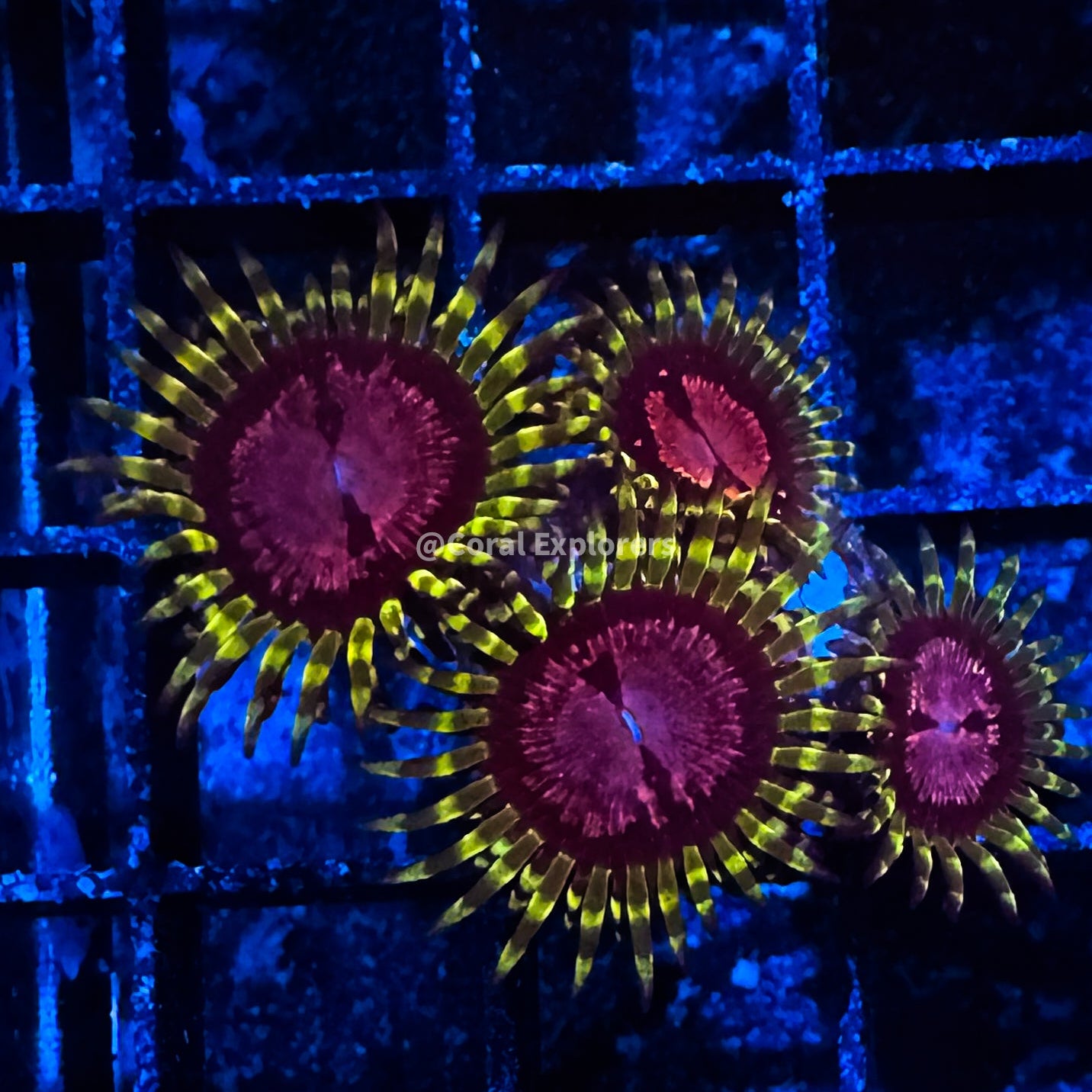 CE- WYSIWYG Purple Monster Zoa Zoanthid Frag Live Coral Frag LPS SPS #R1GC9