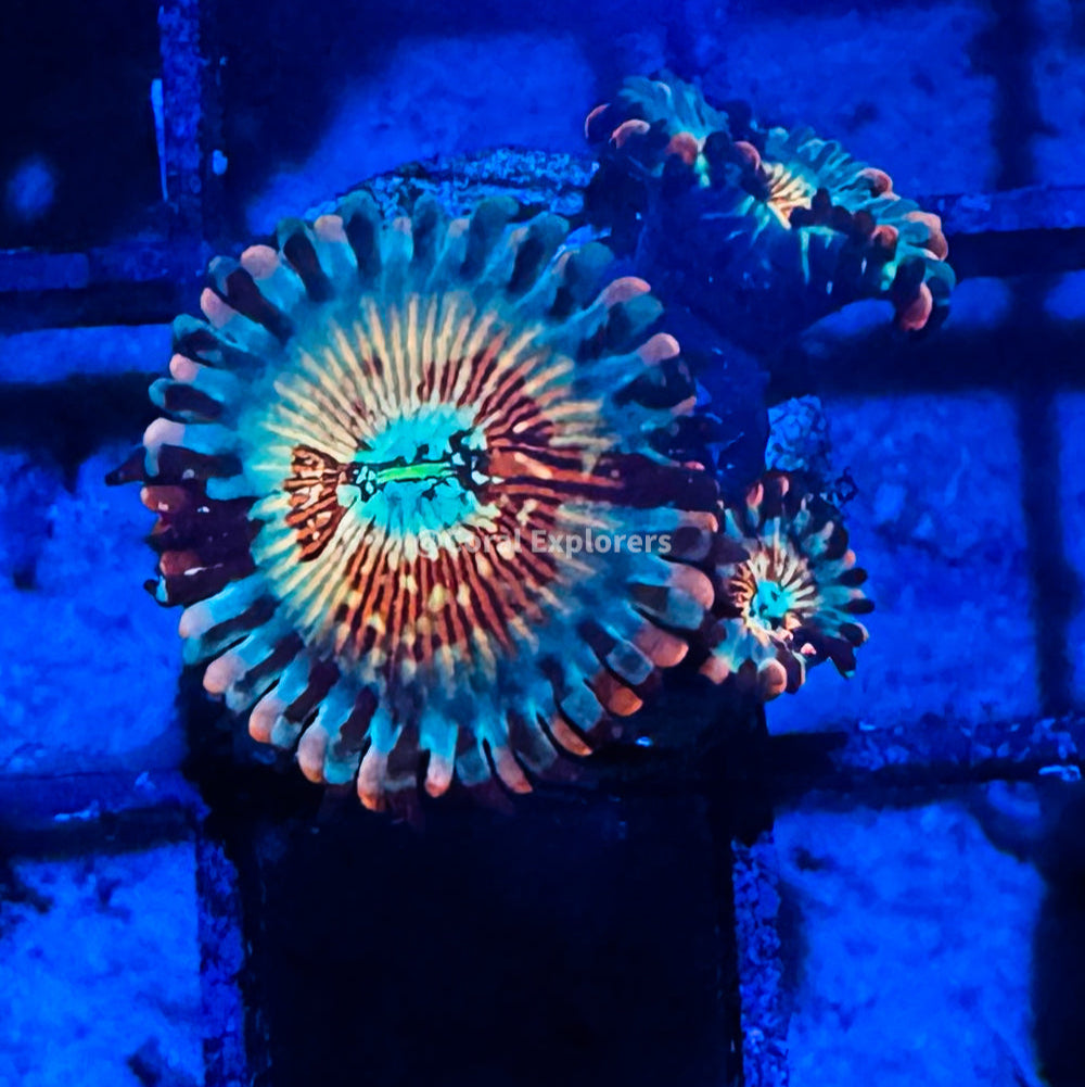 CE- WYSIWYG Seduction Zoa Zoanthid Frag Live Coral LPS SPS #R1GC9