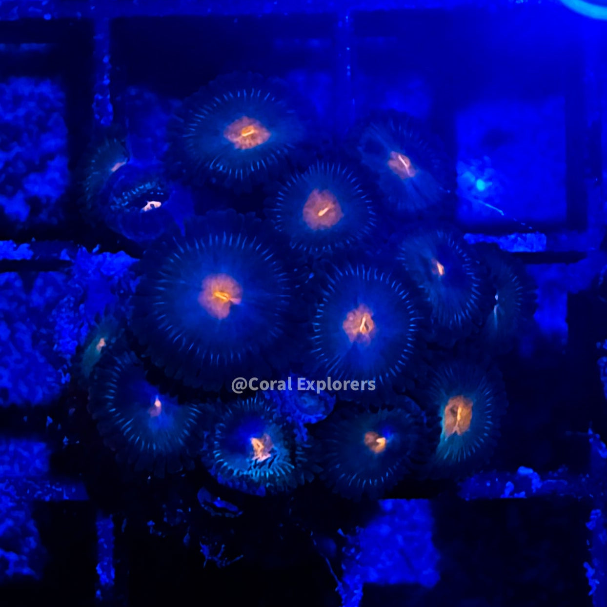 CE- WYSIWYG Gorilla Nipple Zoa Zoanthid Frag Live Coral LPS SPS #R1GD11