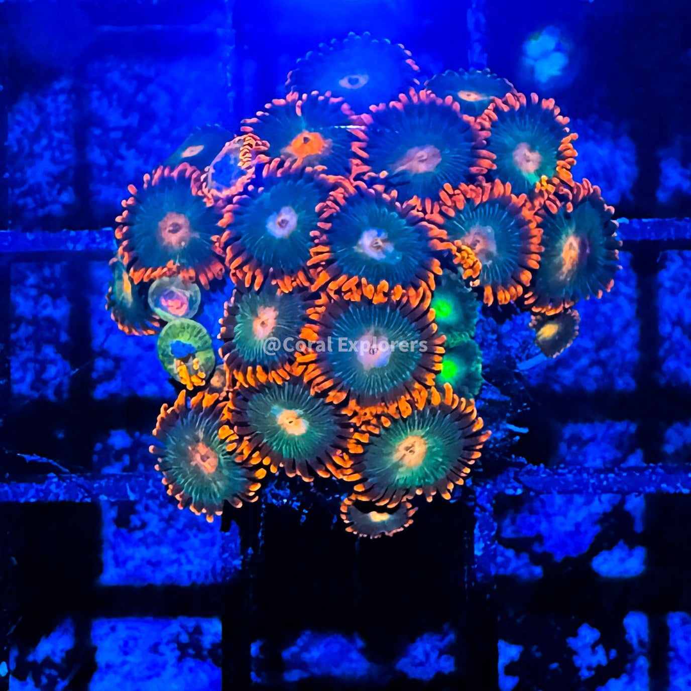 CE- WYSIWYG Mix Combo Zoa Zoanthid Frag Live Coral LPS SPS #R1GD12