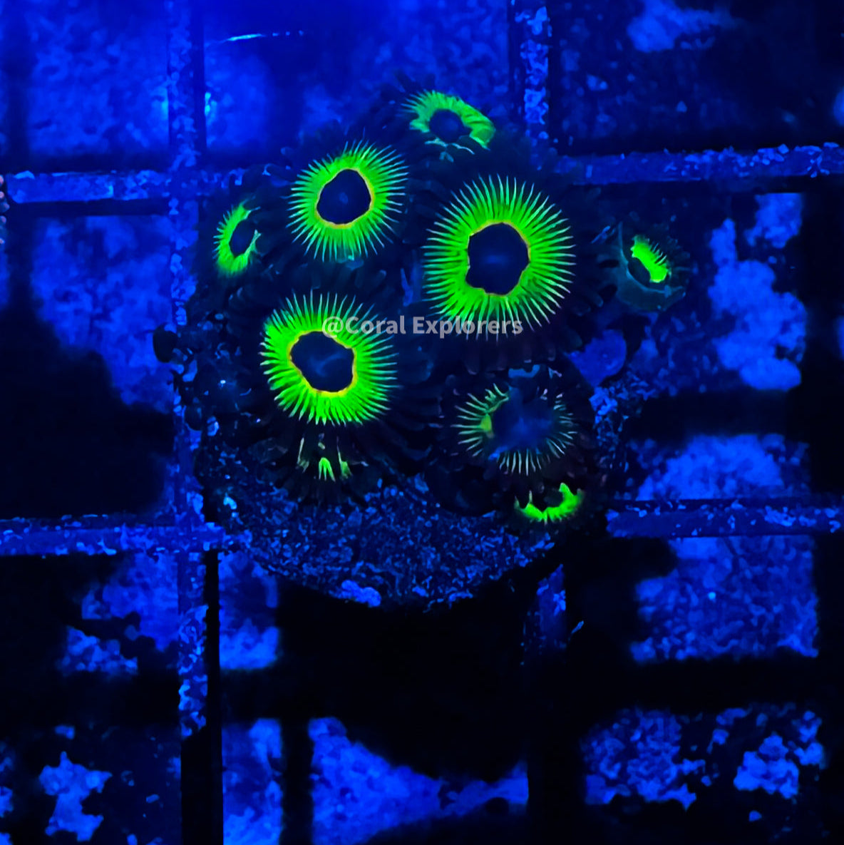 CE- WYSIWYG Blasphemy Zoa Zoanthid Frag Live Coral LPS SPS #R1GD13