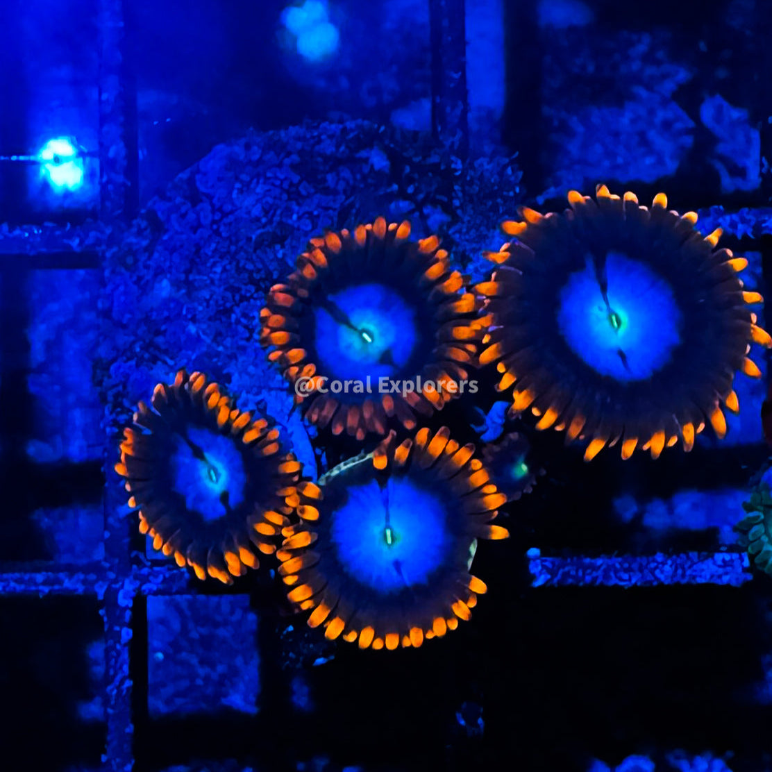 CE- WYSIWYG Superman Zoa Zoanthid Frag Live Coral LPS SPS #R1GD14
