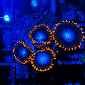 CE- WYSIWYG Superman Zoa Zoanthid Frag Live Coral LPS SPS #R1GD14
