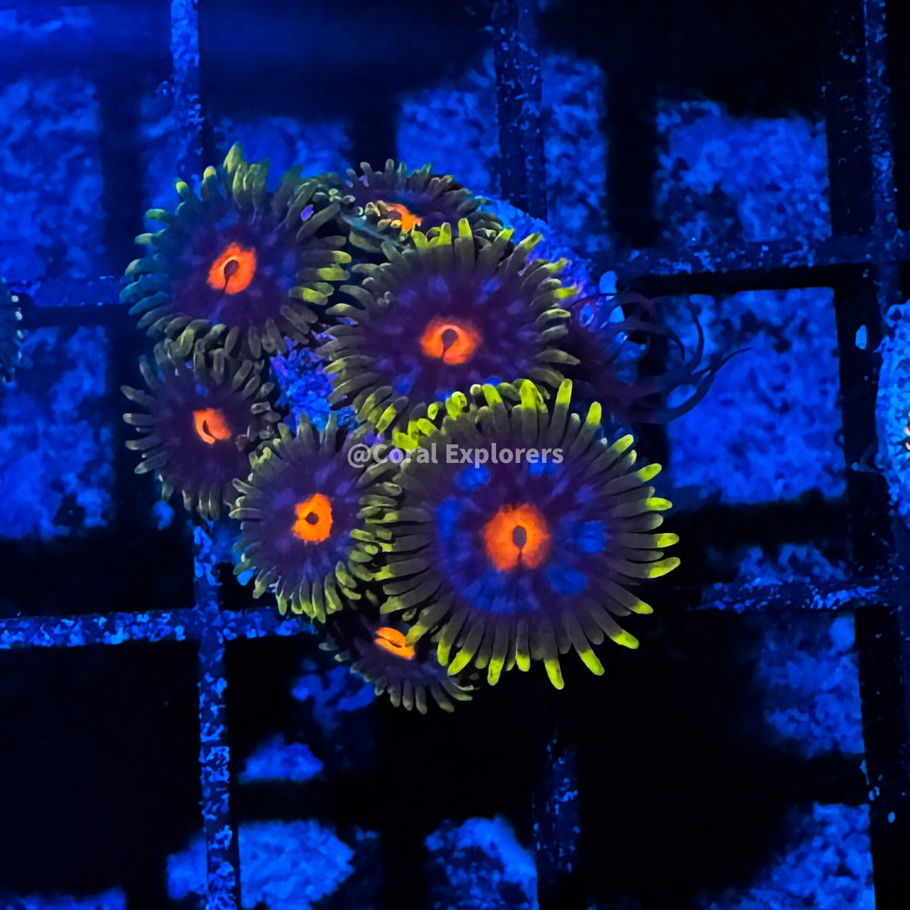CE- WYSIWYG Nirvana Zoa Zoanthid Frag Live Coral LPS SPS #R1GD16