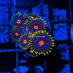 CE- WYSIWYG Nirvana Zoa Zoanthid Frag Live Coral LPS SPS #R1GD16