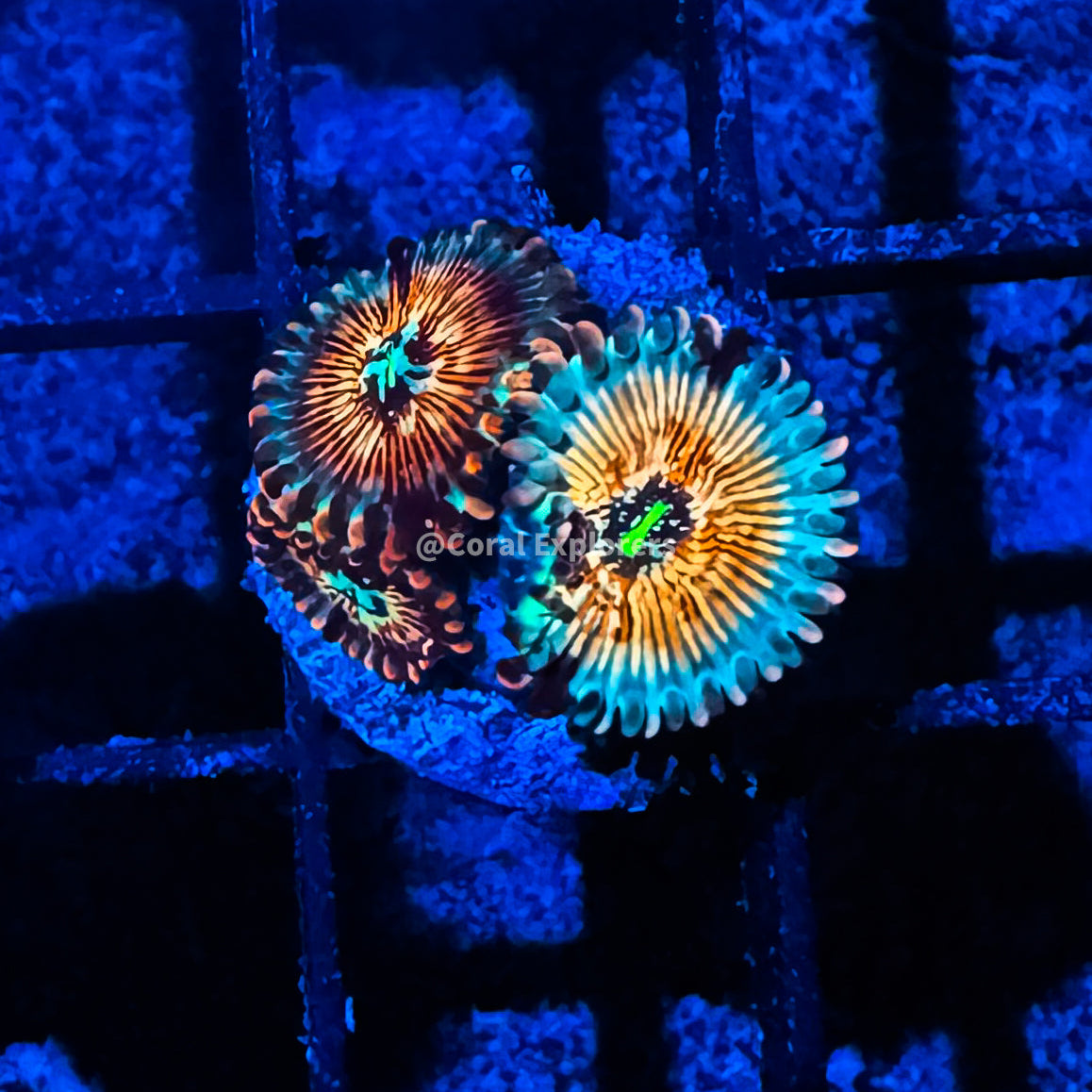 CE- WYSIWYG White Zombie Zoa Zoanthid Frag Live Coral LPS SPS #R1GD17