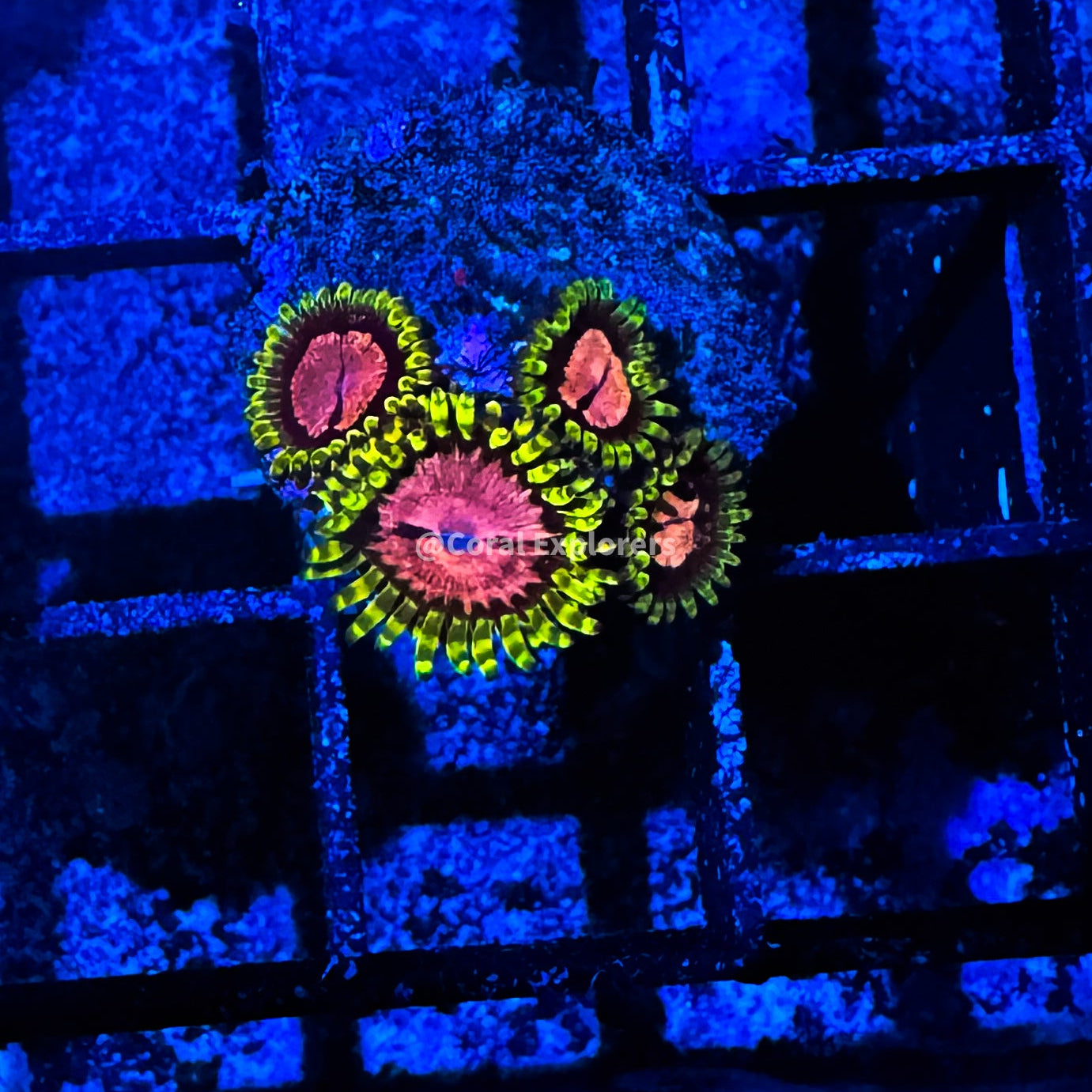 CE- WYSIWYG Pink Diamond Zoa Zoanthid Frag Live Coral LPS SPS #R1GD18