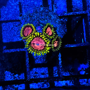 CE- WYSIWYG Pink Diamond Zoa Zoanthid Frag Live Coral LPS SPS #R1GD18