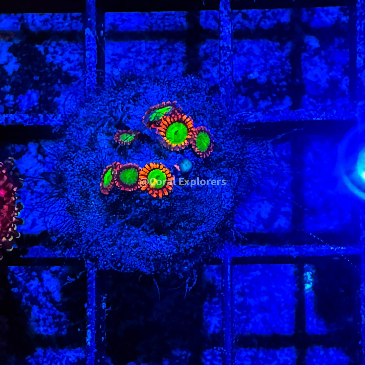 CE- WYSIWYG Alien Eye Zoa Zoanthid Frag Live Coral LPS SPS #R1GD5