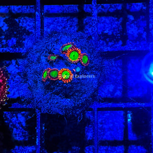 CE- WYSIWYG Alien Eye Zoa Zoanthid Frag Live Coral LPS SPS #R1GD5