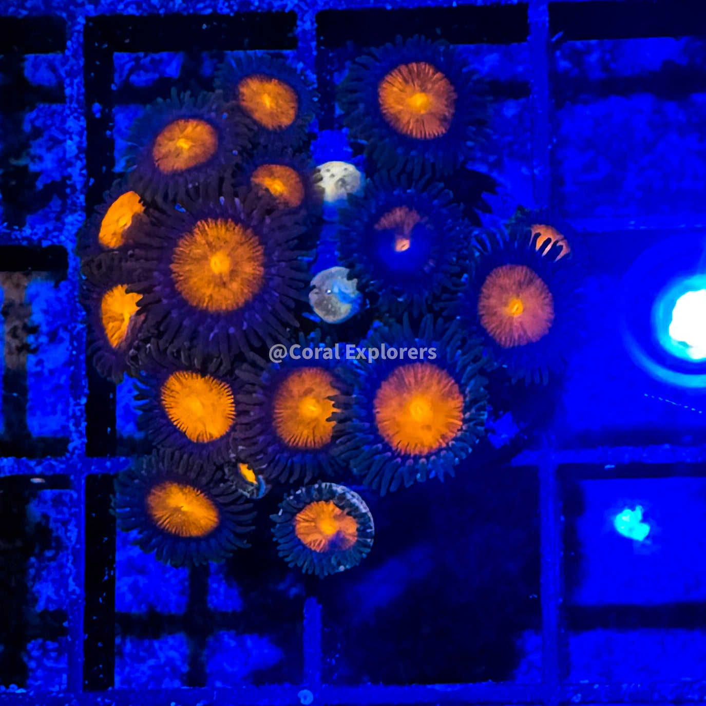 CE- WYSIWYG Grapefruit Zoa Zoanthid Frag Live Coral LPS SPS #R1GD6