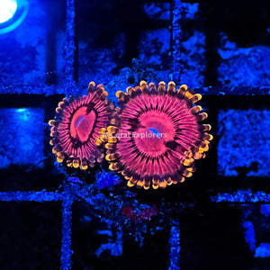 CE- WYSIWYG Sunburst Zoa Zoanthid Frag Live Coral LPS SPS #R1GD7