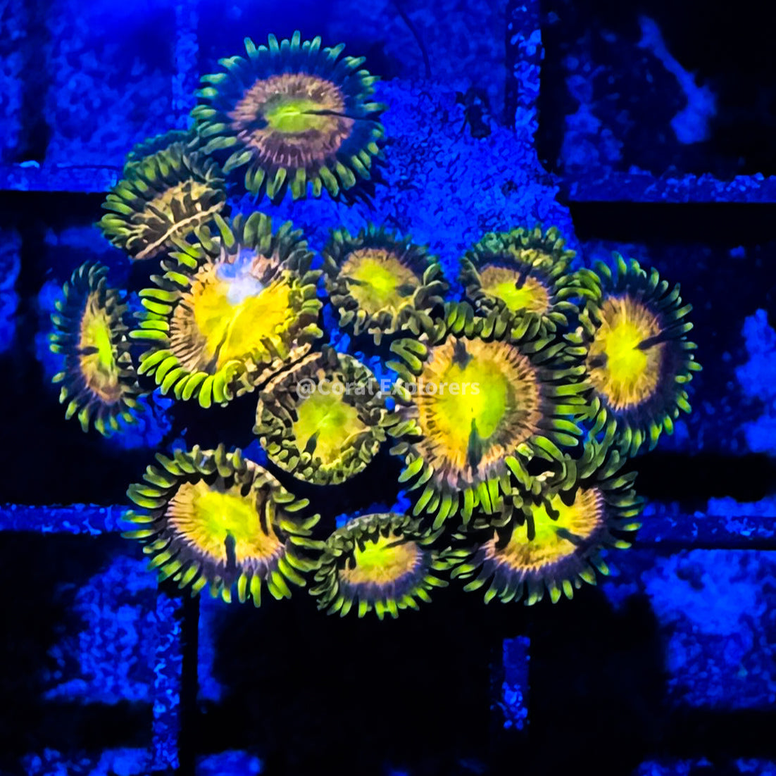 CE- WYSIWYG Pot of gold Zoa Zoanthid Frag Live Coral LPS SPS #R1GD8