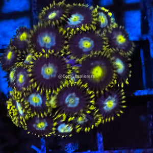 CE- WYSIWYG Blueberry Field Zoa Zoanthid Frag Live Coral LPS SPS #R1GE11