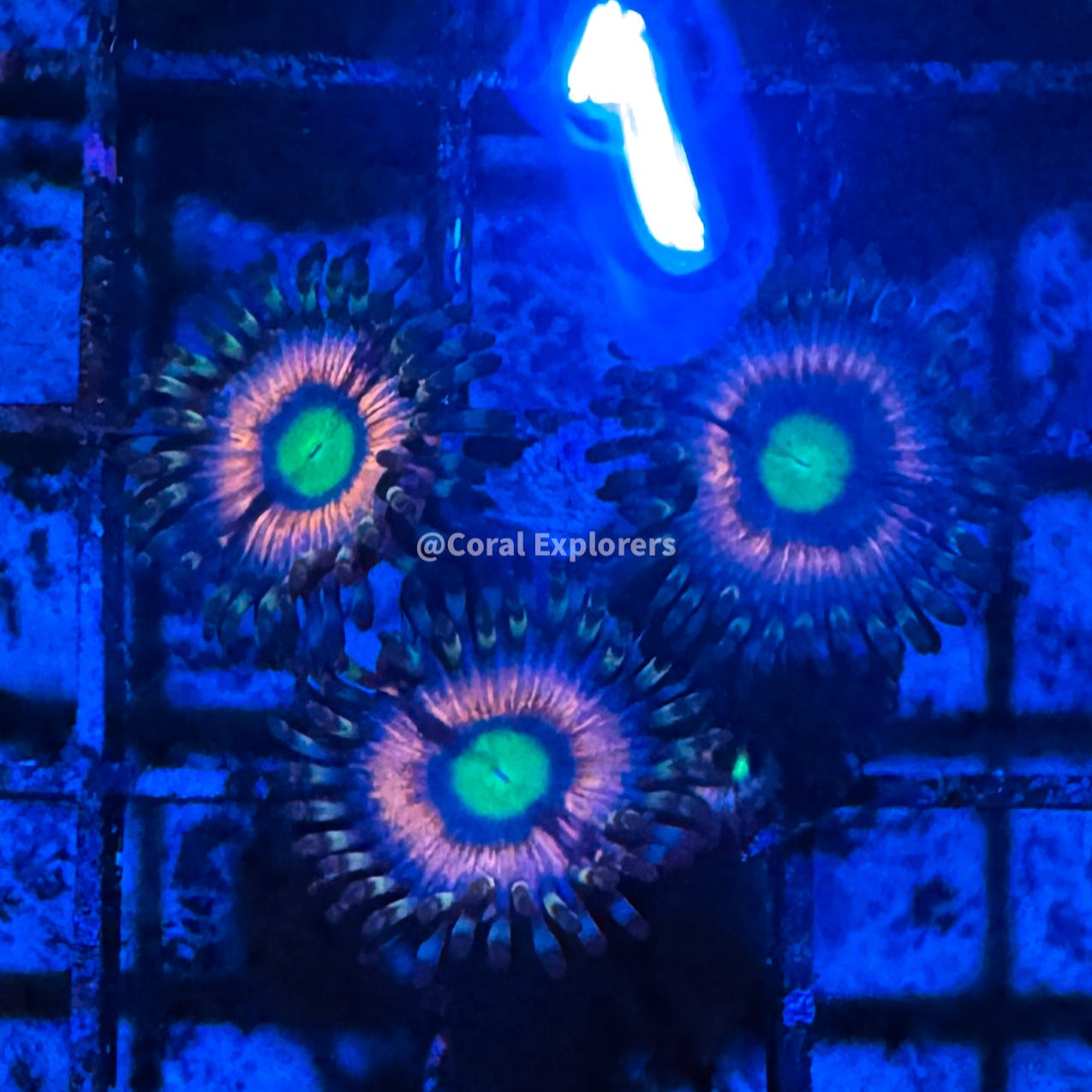 CE- WYSIWYG Pink Panther Zoa Zoanthid Frag Live Coral LPS SPS #R1GE12