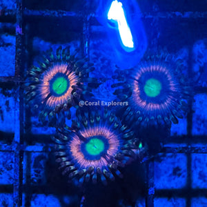 CE- WYSIWYG Pink Panther Zoa Zoanthid Frag Live Coral LPS SPS #R1GE12