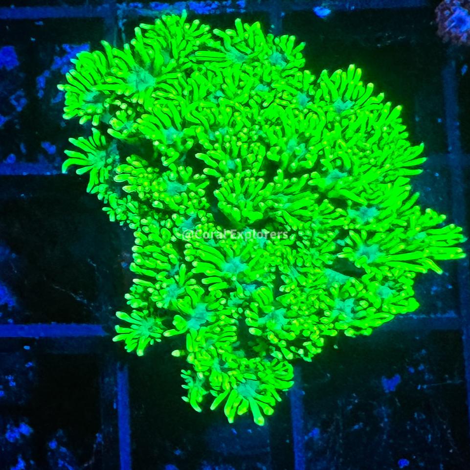 CE- WYSIWYG Spring Fever Rainbow Goni Frag - Live Coral Frag LPS SPS #R1GE12