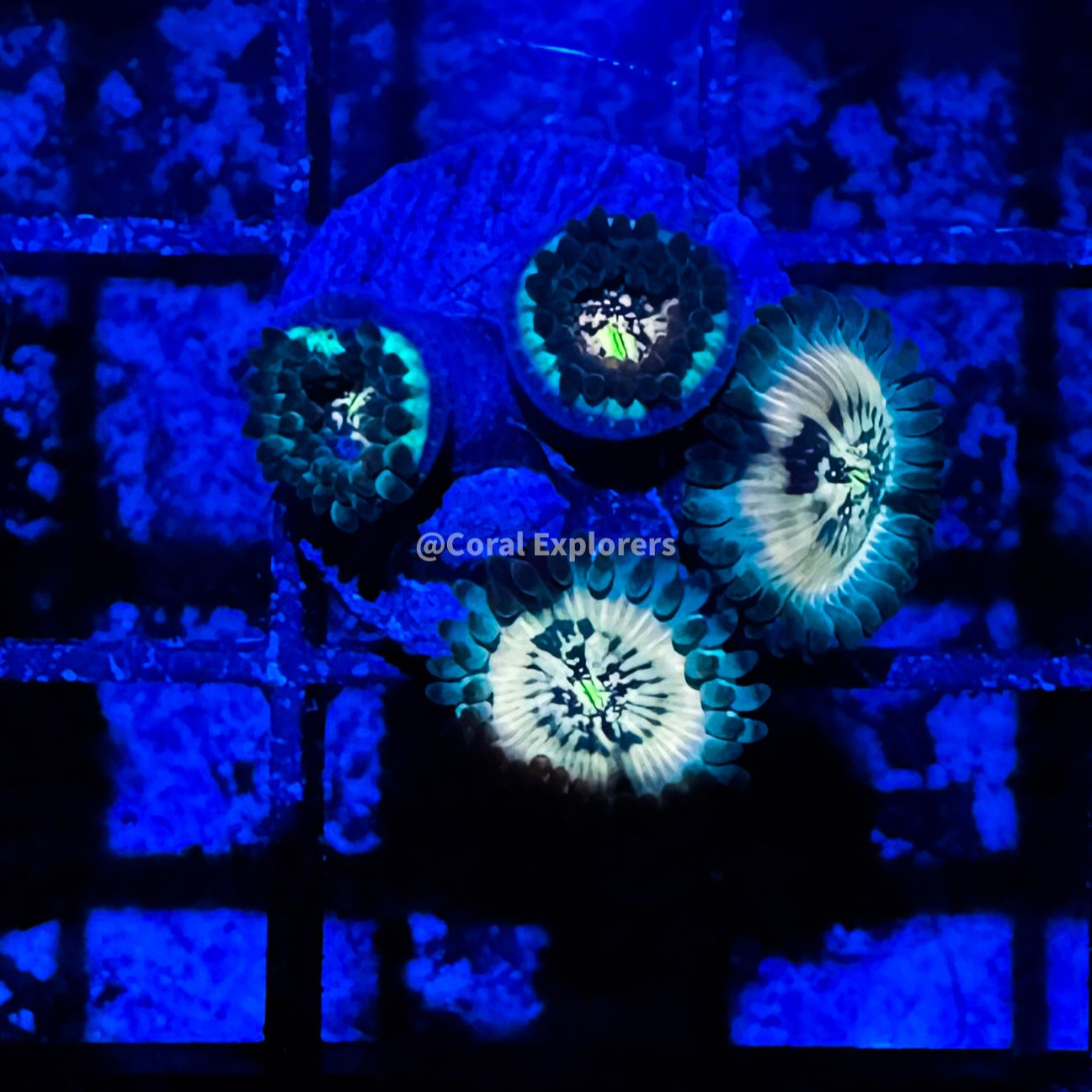CE- WYSIWYG Hawaiian Ding Dang Zoa Zoanthid Frag Live Coral LPS SPS #R1GE12