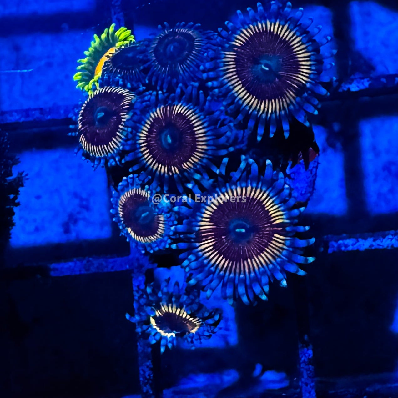 CE- WYSIWYG Solarflare Zoa Zoanthid Frag Live Coral LPS SPS #R1GD10