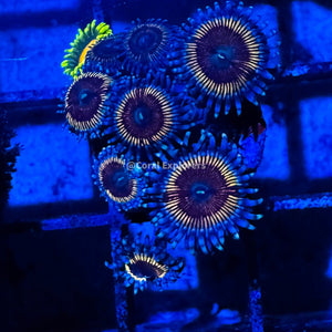CE- WYSIWYG Solarflare Zoa Zoanthid Frag Live Coral LPS SPS #R1GD10