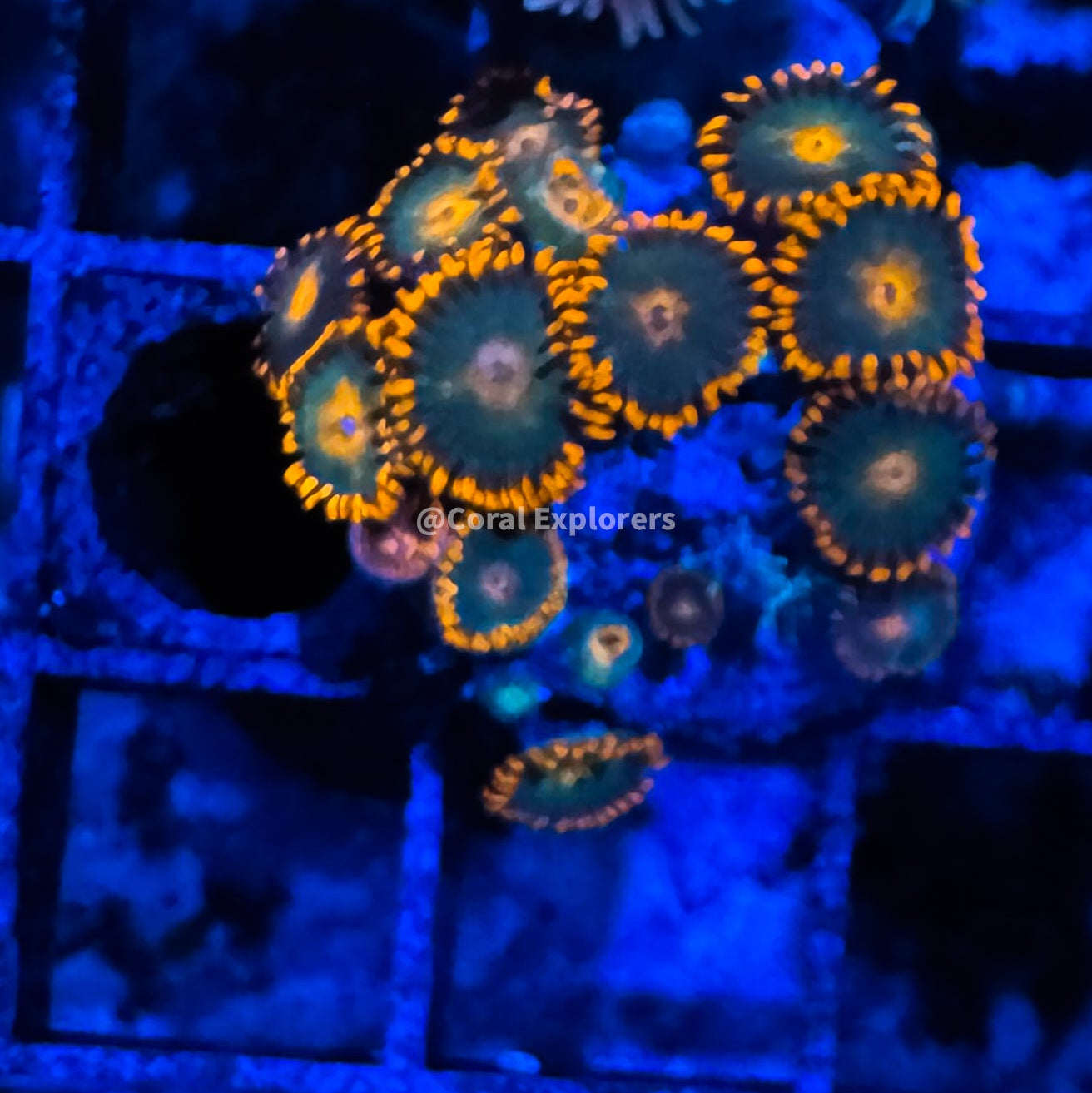 CE- WYSIWYG Gatorade Zoa Zoanthid Frag Live Coral LPS SPS #R1GE14