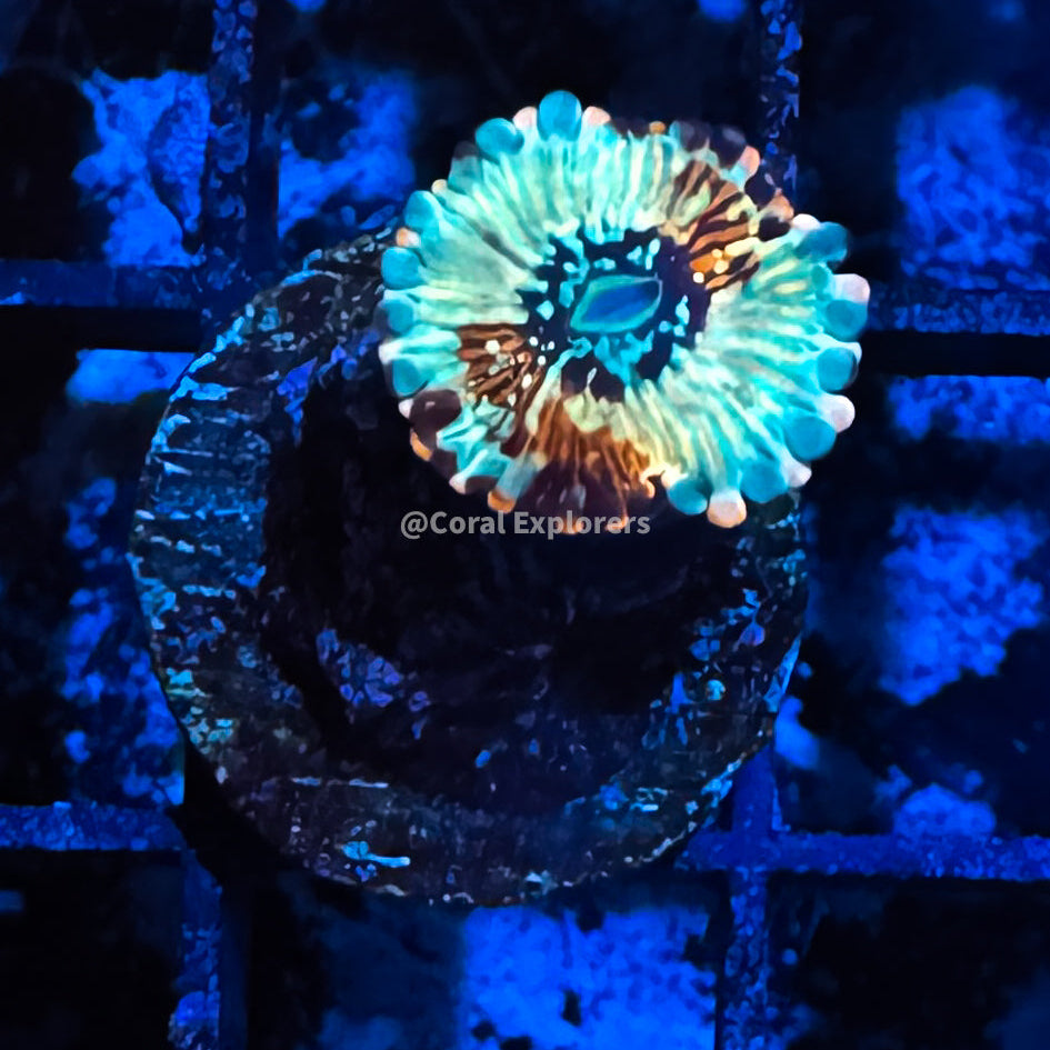 CE- WYSIWYG Seduction Zoa Zoanthid Frag Live Coral LPS SPS #R1GE15
