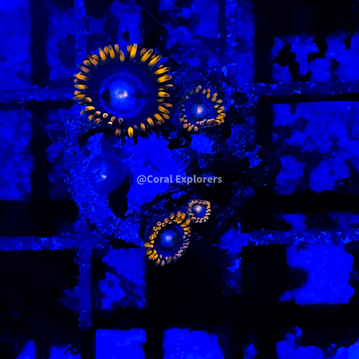 CE- WYSIWYG Mystic Blue Zoanthid Frag Live Coral LPS SPS #R1GE15